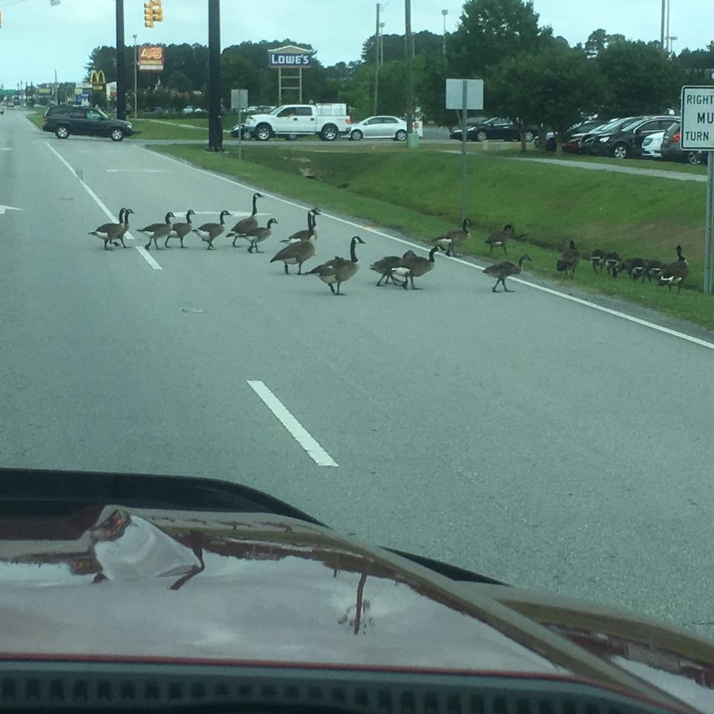 Meet your Posher, Kay